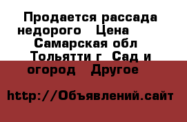 Продается рассада недорого › Цена ­ 20 - Самарская обл., Тольятти г. Сад и огород » Другое   